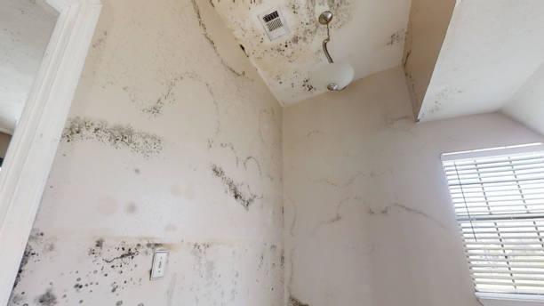  , USA Mold Removal Pros